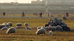 La métropole sauvage : Berlin et ses animaux