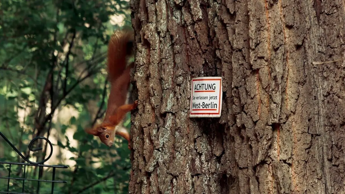La métropole sauvage : Berlin et ses animaux