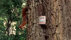 La métropole sauvage : Berlin et ses animaux