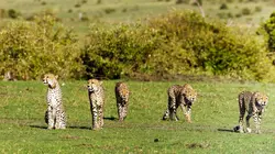 La meute : cinq guépards dans le Serengeti