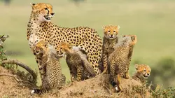 La meute : cinq guépards dans le Serengeti