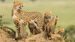 La meute : cinq guépards dans le Serengeti