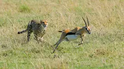 La meute : cinq guépards dans le Serengeti