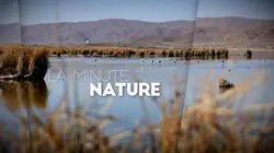 La minute nature