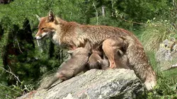 La montagne aux renards