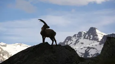 La montagne aux renards