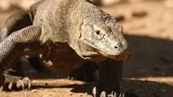 Visuel de La morsure du dragon de Komodo