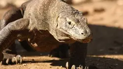 La morsure du dragon de Komodo