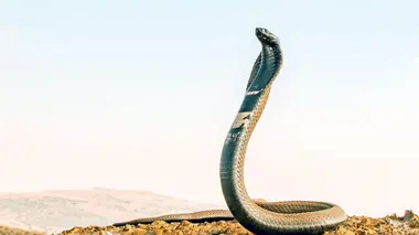 Replay du programme La mort au bout des crocs : Serpents venimeux d'Afrique