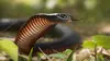 2023 • La mort au bout des crocs : Serpents venimeux d'Australie