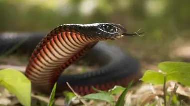 Replay du programme La mort au bout des crocs : Serpents venimeux d'Australie