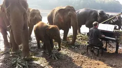 La musique pour les éléphants