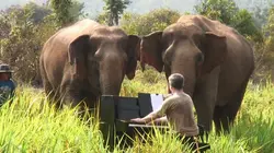 La musique pour les éléphants
