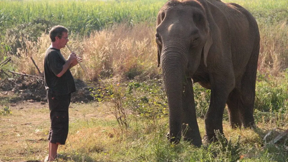 La musique pour les éléphants