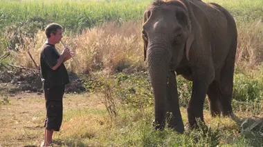 La musique pour les éléphants