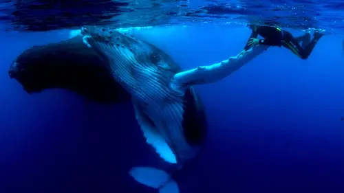 La naissance d'un océan