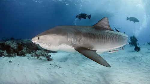 La naissance des requins tueurs