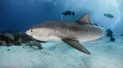 La naissance des requins tueurs