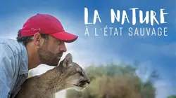 La nature à l'état sauvage E18 La buse à queue rousse