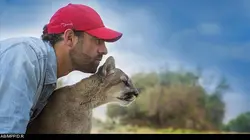 La nature à l'état sauvage E18 La buse à queue rousse
