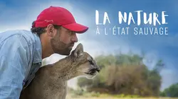 La nature à l'état sauvage E18 La buse à queue rousse