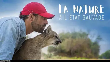 La nature à l'état sauvage E25 Le vautour pape