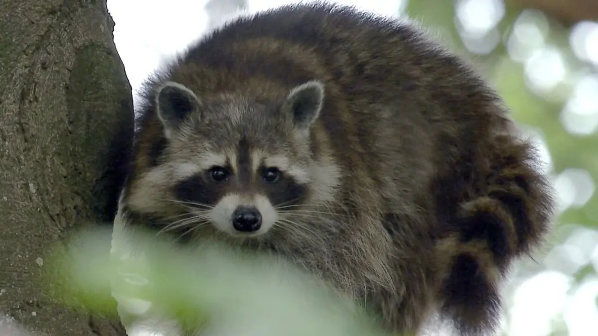 La nature en liberté : Le parc de l'Eifel