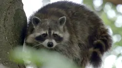 La nature en liberté : Le parc de l'Eifel
