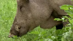 La nature en liberté : Le parc de l'Eifel