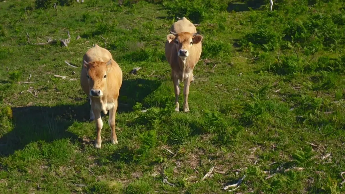 La nature en symbiose La lande