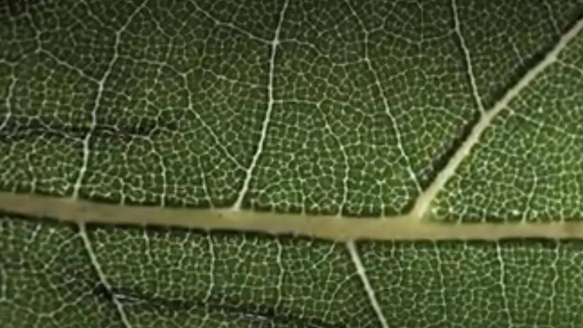 La nature sous toutes ses formes