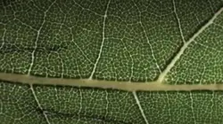 La nature sous toutes ses formes