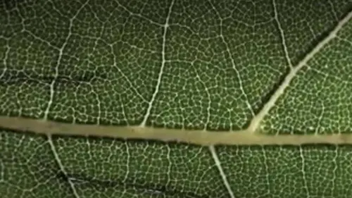 La nature sous toutes ses formes