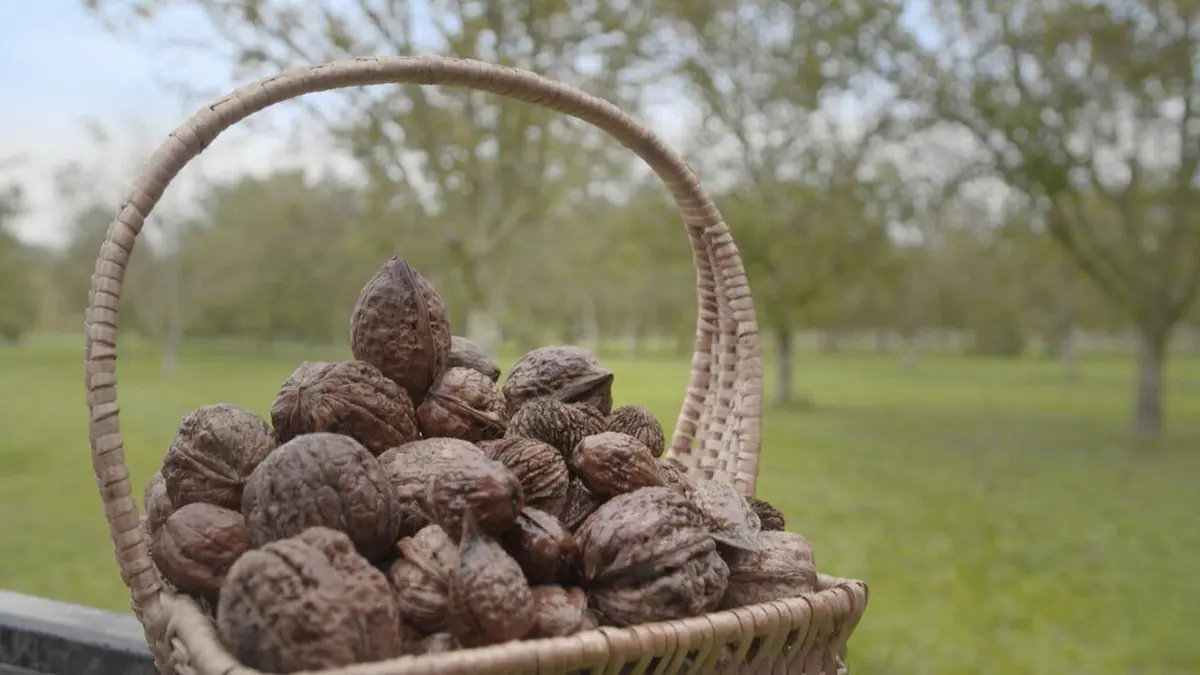 La noix nous fait craquer