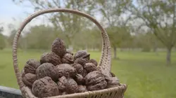 La noix nous fait craquer