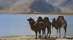 La nouvelle route de la Soie