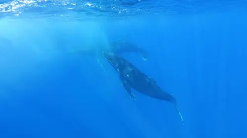 La Nouvelle-Zélande, terre de biodiversité