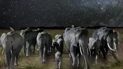 Sur France 4 à 22h20 : La nuit des éléphants