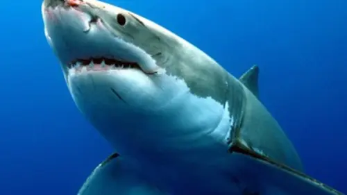 La nuit des requins