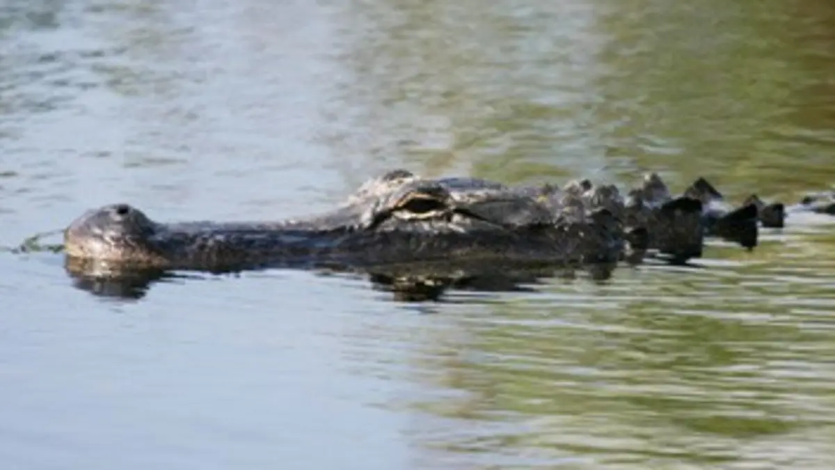 La nuit du crocodile