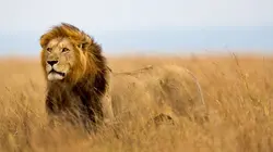 La nuit du lion