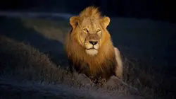 La nuit du lion