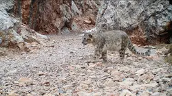 La panthère des neiges