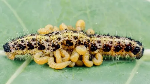 La pègre animale : La vie secrète des parasites