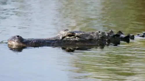 La peur du croco
