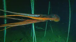 La pieuvre géante du Pacifique