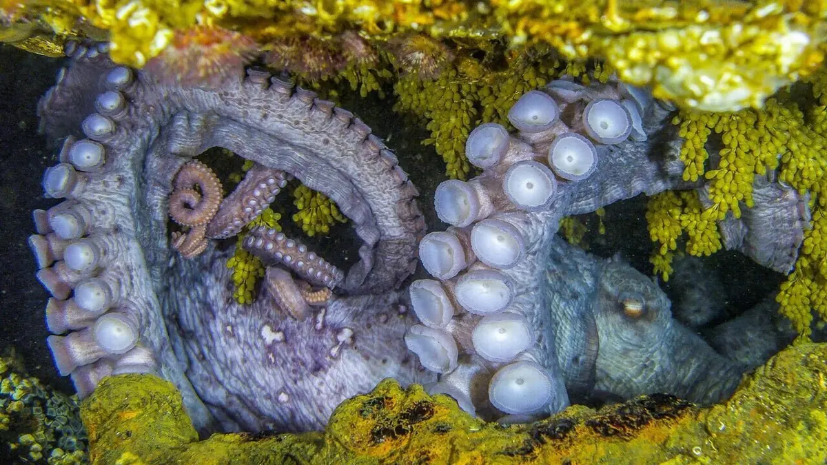 La pieuvre géante du Pacifique