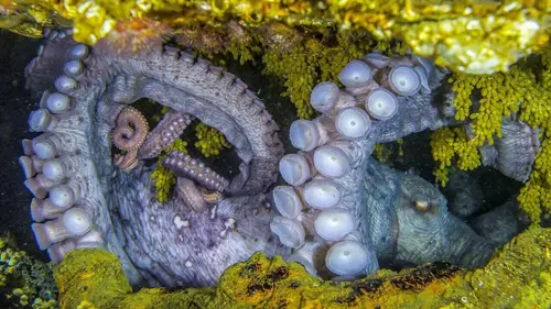 La pieuvre géante du Pacifique