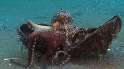 La pieuvre noix de coco