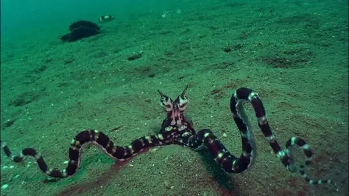 La pieuvre noix de coco